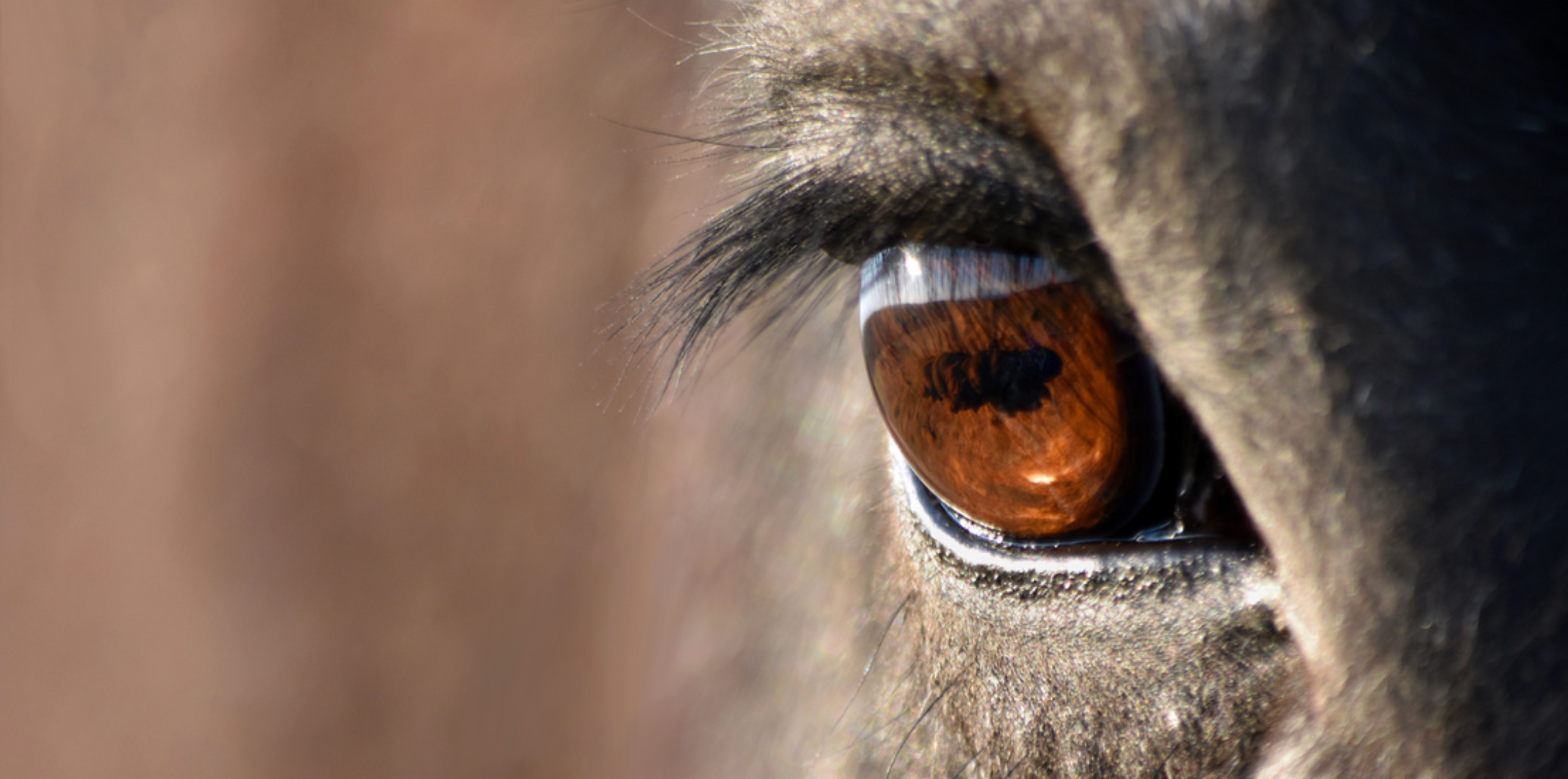 Het Belang van Vervolgtraining na Fysiotherapeutische Behandeling bij Paarden