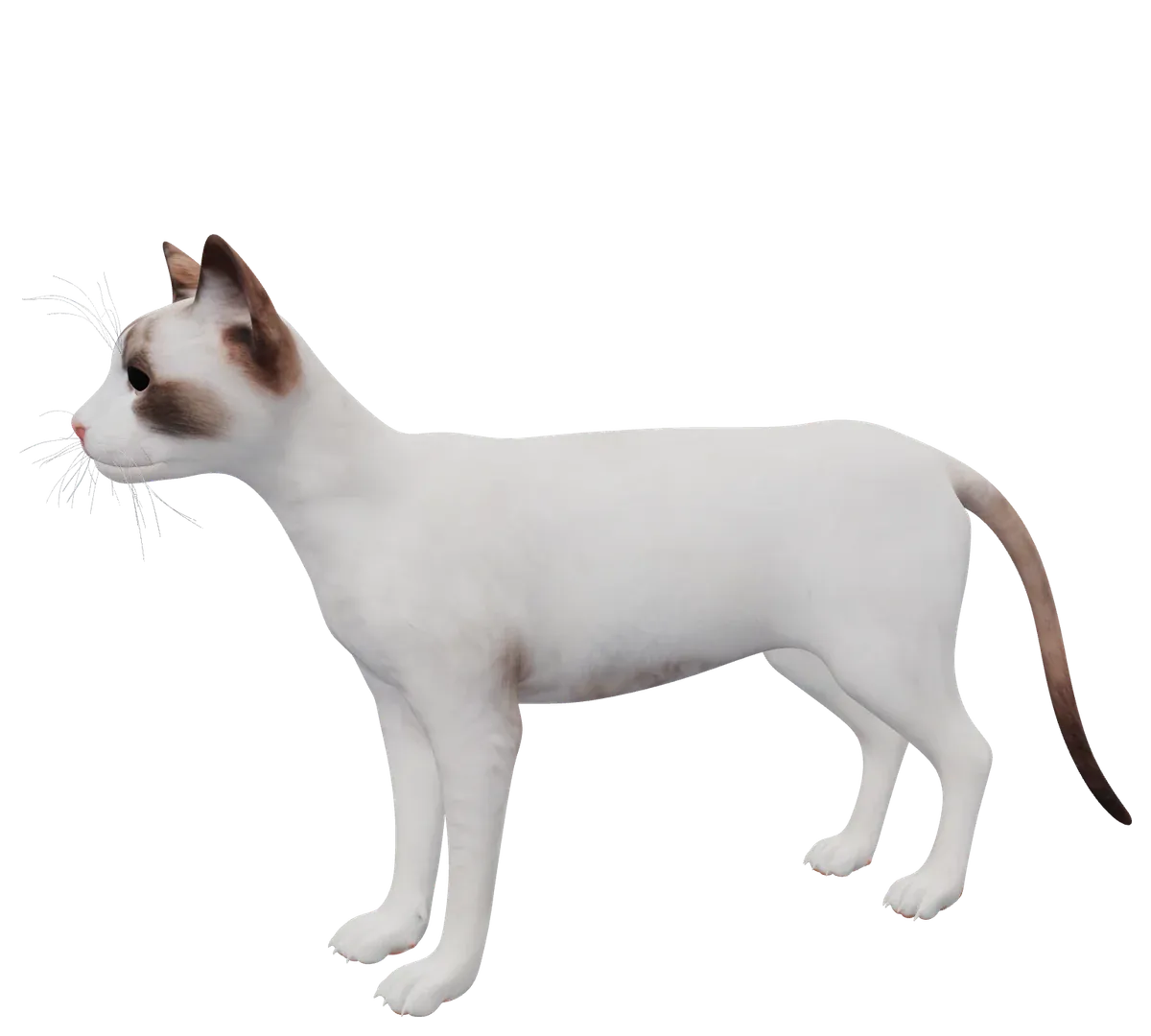 Kat anatomische lagen