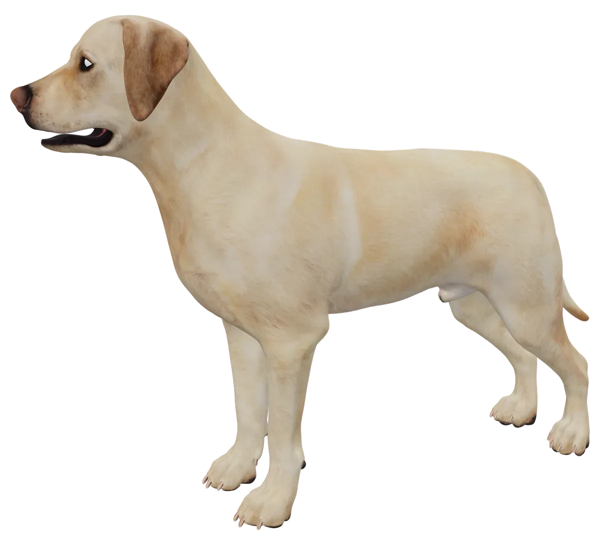 Hond anatomische lagen