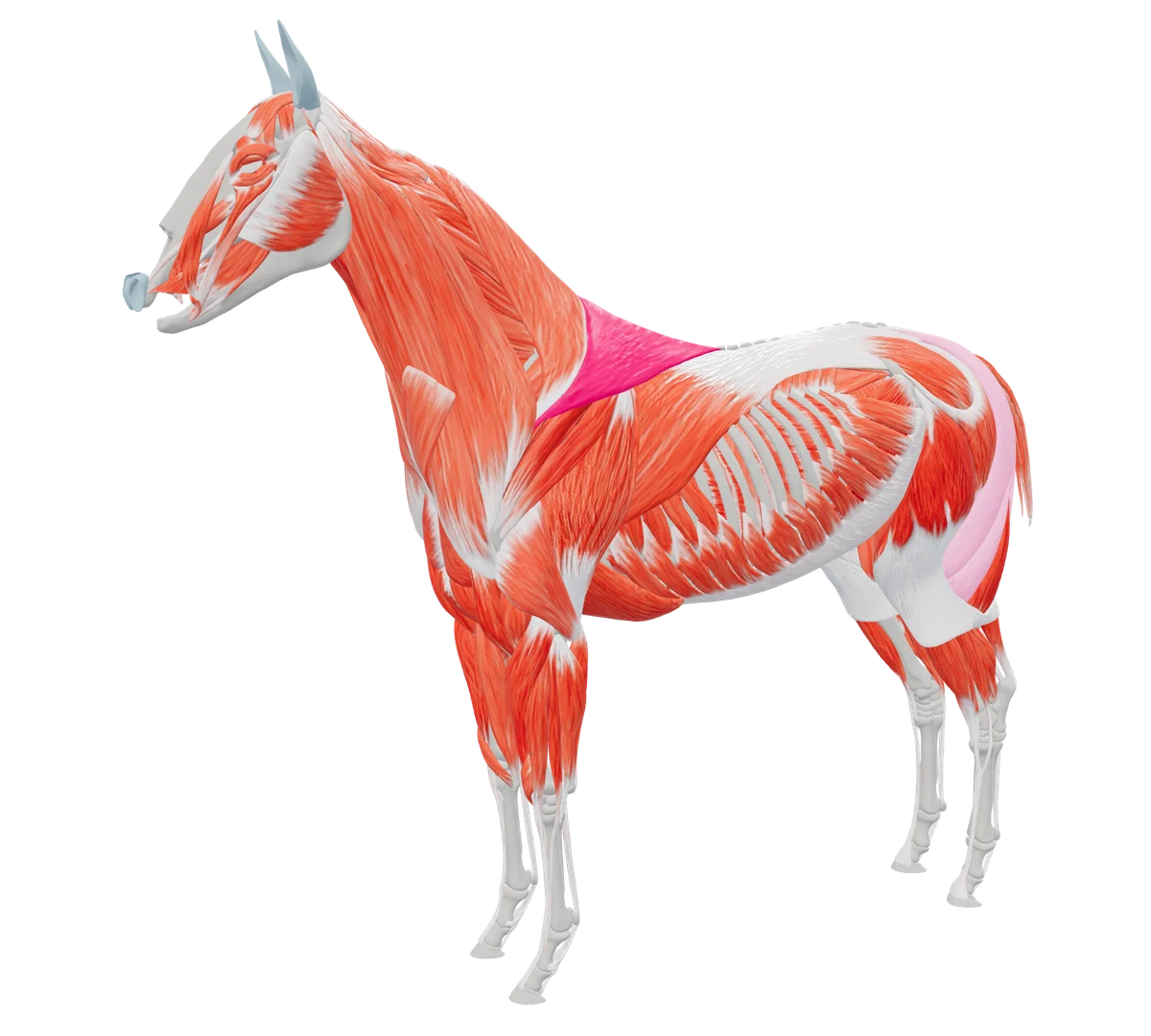 3D-paardenmodel van TheraTap, laag voor laag doorgelicht: huid, skelet en spieren, met de M. trapezius links gemarkeerd als bevinding