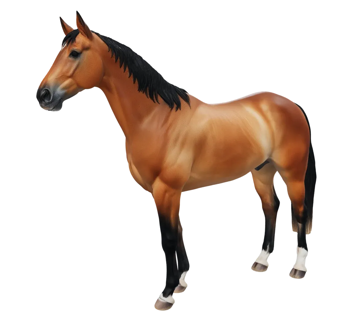 Paard anatomische lagen