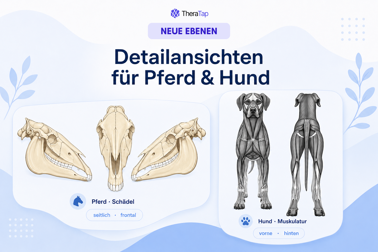 Detailweergaven voor paard en hond – schedel (zijdelings & frontaal) en spieren (voor- & achteraanzicht)